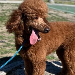 Romeo - Poodle