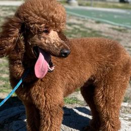 Romeo - Poodle