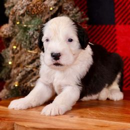 Blitzen - Gray and white male Old English Sheepdog puppy in Cleveland, Tennessee from Narrow Path Old English & Sheepadoodles