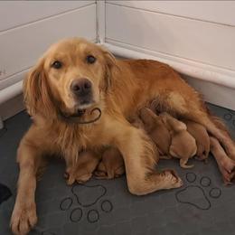 Snowflake (female pick 3) - Golden female Golden Retriever puppy in Tenino, Washington from Oak River Goldens'