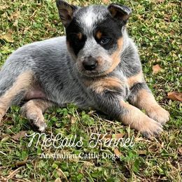 Australian Cattle Dog Puppies from McCall's Mississippi Blue Heelers