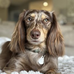 Winston - Dachshund