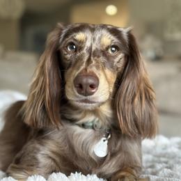 Winston - Dachshund