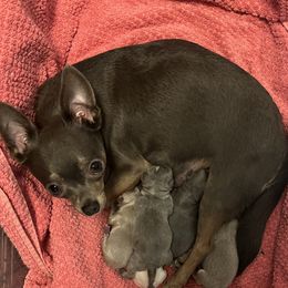 Nebula - Chihuahua