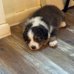Kramer -  reserved - Blue merle male Australian Shepherd puppy in Ephrata, Pennsylvania from Weavers Indian Run Aussies
