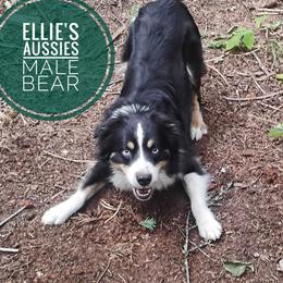 Bear - Miniature Australian Shepherd