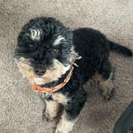 Moxie - Poodle