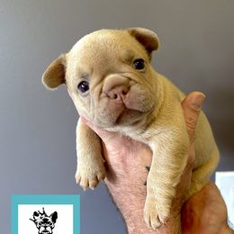 French Bulldog Puppies from The French Bulldog Company LLC