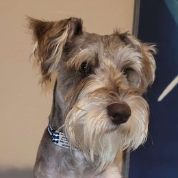 Grinchy - Miniature Schnauzer