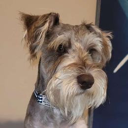 Grinchy - Miniature Schnauzer