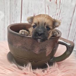 Pookie SMALL - Gold female Morkie puppy in Monticello, Iowa from Ashley’s Puppies