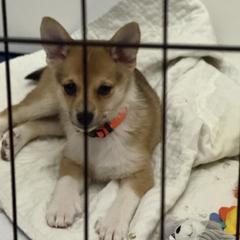 Rhea - Reddish brown female Norwegian Lundehund puppy in Franktown, Colorado from Sakari Kennels