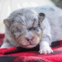 Pepper - Blue merle male Pomeranian puppy in Bremen, Indiana from AMS Pomeranians and Pomskies in Indiana