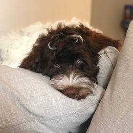 Portuguese Water Dog Puppies from Prestige Portuguese Water Dogs