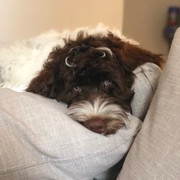 Portuguese Water Dog Puppies from Prestige Portuguese Water Dogs