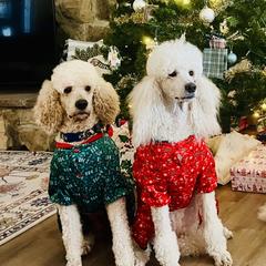 Poodles from Stylish Standards