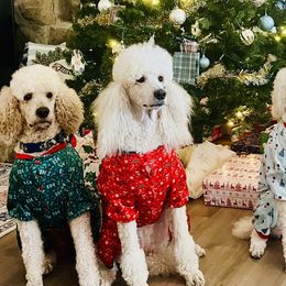 Poodles from Stylish Standards