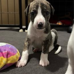 Boy 3 - Red brindle male Whippet puppy in Winter Garden, Florida from Infinity Whippets