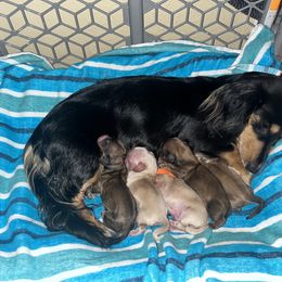 Dachshund Puppies from Monica’s Treasured Dachshunds