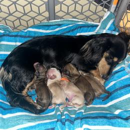 Dachshund Puppies from Monica’s Treasured Dachshunds