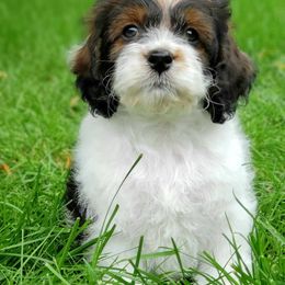 Cockapoo and Goldendoodle Puppies from Robbin's Treasures