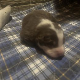 Copper. - Red tri-color male Australian Shepherd puppy in Oakland City, Indiana from Moonlightaussies