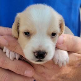 HEART - Piebald male Dachshund puppy in Fort Worth, Texas from Chadwick Farms Mini Dachshunds