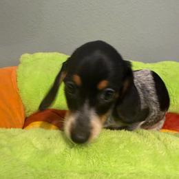 Karma - Piebald female Dachshund puppy in Irving, Texas from DFW Dachshunds by G & S