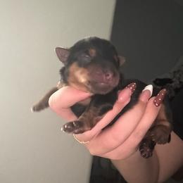 Girl 1 - Black and gold female Yorkshire Terrier puppy in Bakersfield, California from Tiny Tails Yorkies