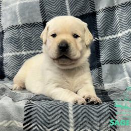 Teal collar - Yellow male Labrador Retriever puppy in Beaverdam, Virginia from Riverside Sunset Labrador Retrievers