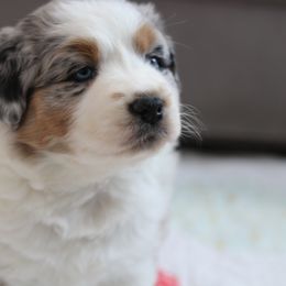 DENALI - Blue merle Australian Shepherd puppy in Noxon, Montana from MITIN Aussies AKC Standard Australian Shepherds