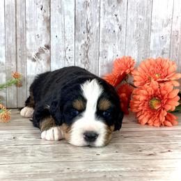 Boy 2 - male Bernese Mountain Dog puppy in Weston, Idaho from Blue Peak Berners