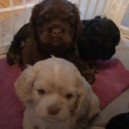 Cocker Spaniels from Carlton Stallings