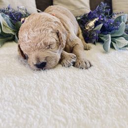 Bernedoodle and Labradoodle Puppies from Royal Doodles