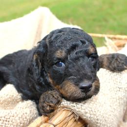 Salem- Male- AKC Mini Poodle- Stokesdale, NC - Phantom male Poodle puppy in Stokesdale, North Carolina from His and Hers Poodles and Doodles