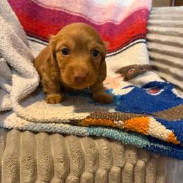 Tip - Red male Dachshund puppy in Cabool, Missouri from Hidden Valley Farms