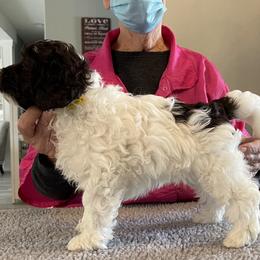 Australian Labradoodle Puppies from Fancy Pants Labradoodles