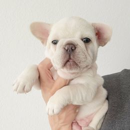 Girl 1 - White female French Bulldog puppy in Spring Creek, Nevada from Nevada Frenchie Co.