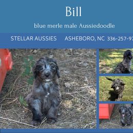 Bill - Blue merle male Aussiedoodle puppy in Asheboro, North Carolina from Stellar Aussies