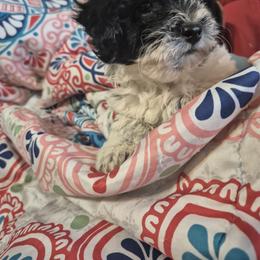 Lyra - Black and white female Shihpoo puppy in Pacolet, South Carolina from Kelli's Kennels