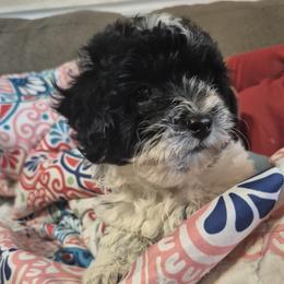 Lyra - Black and white female Shihpoo puppy in Pacolet, South Carolina from Kelli's Kennels