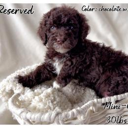 Kevin - Chocolate male Goldendoodle puppy in Reno, Nevada from Darling Doodles