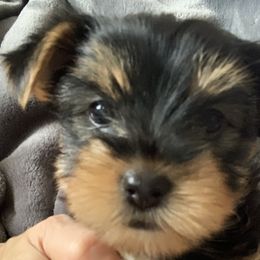 Boy 2 - Black and tan male Yorkshire Terrier puppy in Willow Grove, Pennsylvania from Willow Grove Yorkie