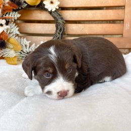 Monroe - Tri-color female Bernedoodle puppy in Austin, Texas from Boutique Bernedoodles & Co.