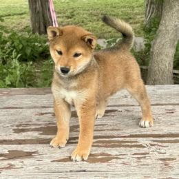 Shiba Inu Puppies from Prairie Shibas