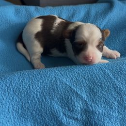 Chocolate tan male Parti Yorkie - Tan and white male Yorkshire Terrier puppy in Des Moines, Iowa from Diamond Yorkshire Terriers