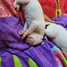 Dalmatian Puppies from America's Dalmatian Friends