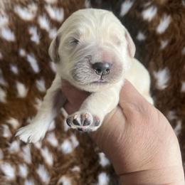 Lime - Light golden male Golden Retriever puppy in Jesup, Georgia from Painted Platinum Retrievers (Painted Platinum Kennel) PPK
