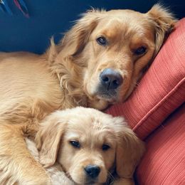 Golden Retrievers from Ivywest Goldens