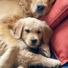 Golden Retrievers from Ivywest Goldens